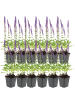 NatureNest 12er: Set Salvia nemorosa Ostfriesland Pflanzen in Lila