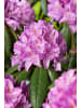 OH2 6er-Set: Rhododendron Roseum Elegans in Rosa