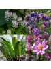 NatureNest Staudenpaket Nora mehrjährig blühend für Blühborder in Mix