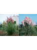 GARDENZO 3er-Set: Pampasgras in Rosa
