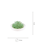 NatureNest 1 Sukkulente Echeveria Pulidonis in Grün Topf 12 bis 14 cm Höhe 5 cm