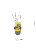 NatureNest 3er: Set Acer palmatum Orange Dream Ahornpflanze in Gelb Topf 10,5 cm Höhe 20 cm