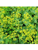 NatureNest 12er: Set Alchemilla mollis Pflanzen in Grün