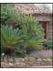 GARDENZO 2er-Set: Cycas Revoluta Groß 