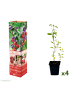 GARDENZO 4er-Set: Goji-Beeren Superfood-Pflanzen in Rot