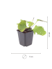 NatureNest 3er: Set Brunnera macrophylla Pflanzen in Blau