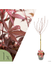 NatureNest Acer palmatum Shaina Ahorn Hochstamm in Rot Topf 19 cm Höhe 70 cm