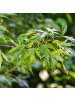 NatureNest 3er: Set Acer palmatum Going Green in Grün Topf 10,5 cm Höhe 20 cm