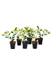 GARDENZO 6er-Set: Photinia fras. 'Red Robin' Glanz Mispel in Bunt