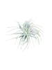 MeinVIPShop Hanging Ball mit Tillandsie Oxana