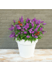 NatureNest Buddleja Butterfly Candy Little Purple Pflanzen in Lila