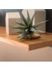 home24 home24 Wandboard mit lackierter MDF-Rückwand & Ablage aus massiver Eiche in Grau in Grau