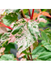 NatureNest Acer conspicuum Red Flamingo Ahornpflanze in Rosa Topf 19 cm Höhe 50 cm