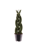 MeinVIPShop Sansevieria cylindrica Twist 30cm Zimmerpflanze