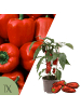NatureNest Snackpaprika Pflanze in Rot Topf 14 cm Höhe 40 cm