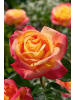 GARDENZO 5er-Set: Mini-Stamm Rosen in Bunt