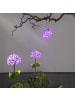 STAR Trading LED Solar Hortensie Blume in pink - D: 16cm