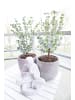 GARDENZO 2er: Set Eucalyptus gunnii 'Azura' 30-50cm