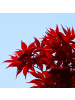 NatureNest Acer palmatum Atropurpureum Ahornpflanze in Rot Topf 19 cm Höhe 50 cm