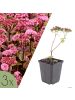 NatureNest 3er: Set Sedum Matrona Pflanzen in Rosa