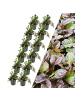 NatureNest 12 Kriechendes Zenegrün pflanzen  Ajuga reptans 