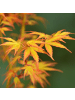 NatureNest Acer palmatum Katsura Ahornpflanze in Gelb Topf 19 cm Höhe 50 cm