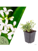 NatureNest 3er-Set: Galium odoratum Bodendecker schattenliebend in Weiß