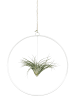 MeinVIPShop Kombination aus Tillandsia im Loop weiß