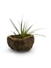 MeinVIPShop Exotische Qurico Nuss Schale mit Tillandsia grün