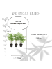 NatureNest Set mit 3 Bambuspflanzen Fargesia Rufa