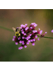 NatureNest Eisenkraut Set 12 Verbena bonariensis winterhart