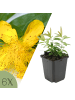 NatureNest Johanniskraut Set 6 Hypericum calycinum winterhart