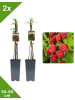GARDENZO 2er-Set Himbeere 50-60cm 2L Topf