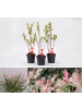 GARDENZO 3er-Set: Salix Buschpflanzen