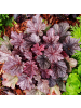 NatureNest Purpurglöckchen Set 12 Heuchera Palace Purple