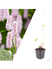 NatureNest 3er: Set Persicaria bistorta Pflanzen in Rosa