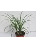 exotic living Echte Pflanze Australischer Flaschenbaum Palme