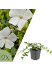 NatureNest Weißes Immergrün Set 12 Vinca minor Alba winterhart