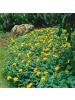NatureNest 12 Johanniskrautpflanzen  Hypericum calycinum 