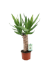 MeinVIPShop Yucca Palme 50cm