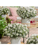 NatureNest 6er: Set Rhodo Azalea StarStyle White Pflanze in Weiß
