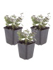 NatureNest 3er: Set Origanum laevigatum Herrenhausen Pflanzen in Lila