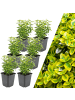 NatureNest 6 Gelbe Spindelstrauchpflanzen  Euonymus 'Emerald 'n Gold'  