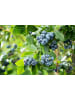 GARDENZO 2er-Set Blaubeere 50-60cm 2L Topf