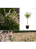 GARDENZO Salix integra "Flamingo" auf Stamm in Rosa