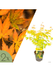 NatureNest 2er: Set Acer palmatum Orange Dream Ahornpflanze in Gelb
