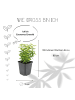 NatureNest 6 Gelbe Spindelstrauchpflanzen  Euonymus 'Emerald 'n Gold'  