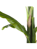 Beliani Kunstpflanze MUSA TREE in Grün/Schwarz - (W) 14 x (H) 154 x (L) 14 cm