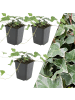 NatureNest 3 Efeu Pflanzen  Hedera helix 'Glacier' 