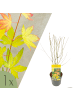 NatureNest Acer palmatum Orange Dream Ahornpflanze in Gelb